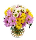 Daisy Delight
